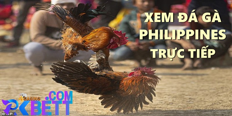 xem đá gà Philippines trực tiếp