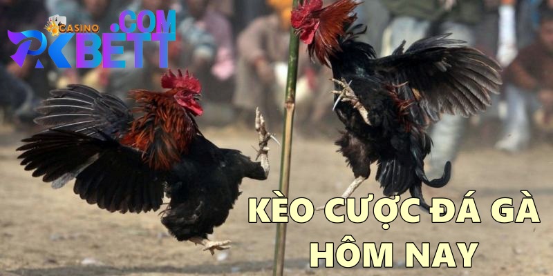 kèo cược đá gà hôm nay