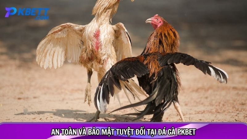 An toàn và bảo mật tuyệt đối tại đá gà PKBET