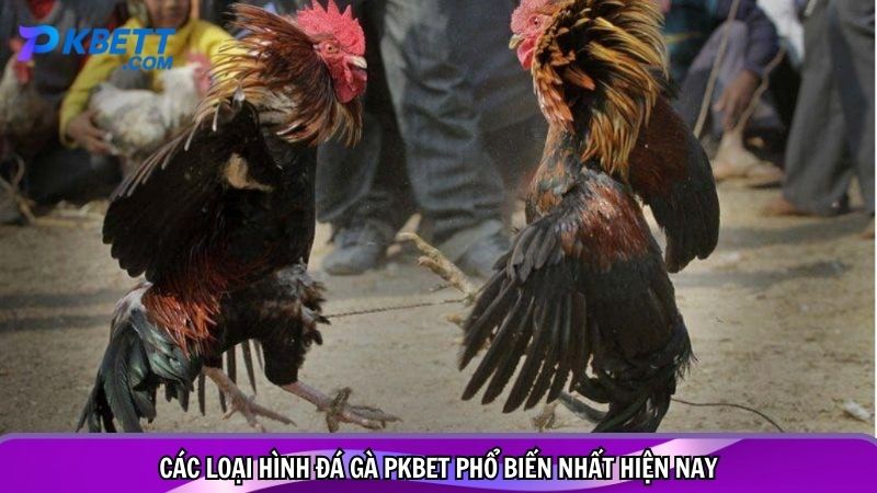 Các loại hình đá gà PKBET phổ biến nhất hiện nay